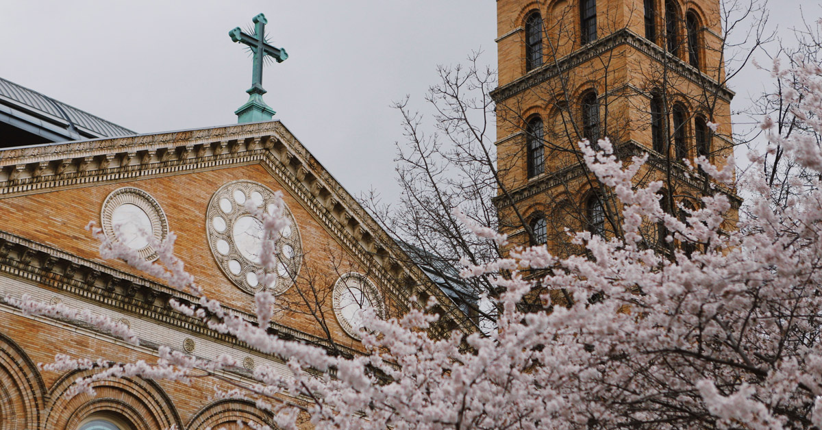 A corner of a church, topped with a cross, peeks out from behind a cherry blossom tree in full bloom