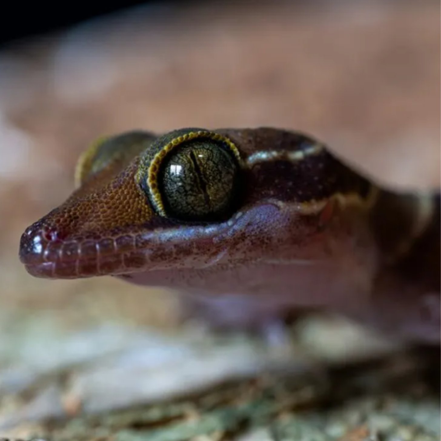 An extreme close up of a gecko with bulbouse eyes and a pointed snout
