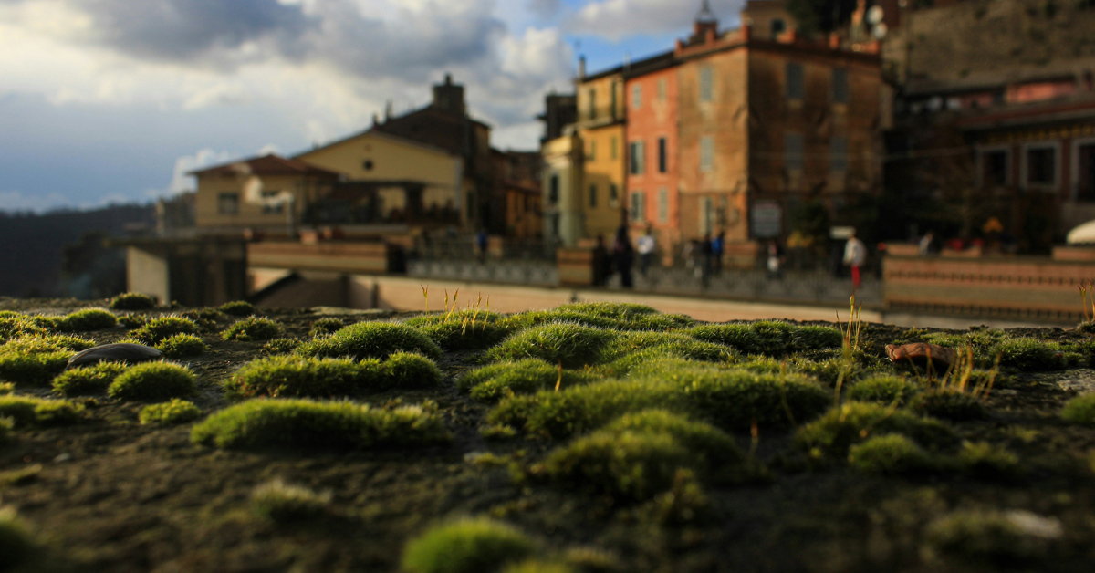 A group of moss that has grown over a rocky formation next to a busy area in Rome