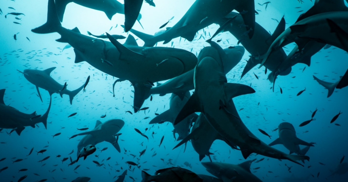 In a picture photographed from below, sharks circle overhead against the glow of the sun on the surface water.