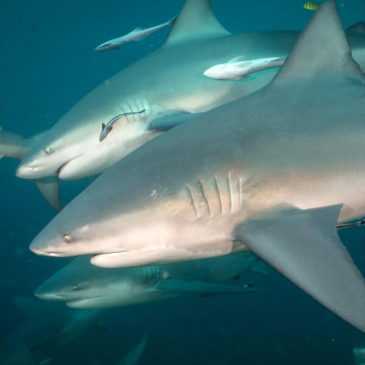 Bull sharks swim alongside each other under the water