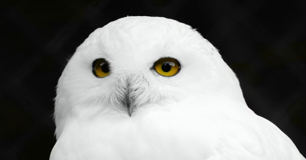 A snowy owl in close-up against a black background