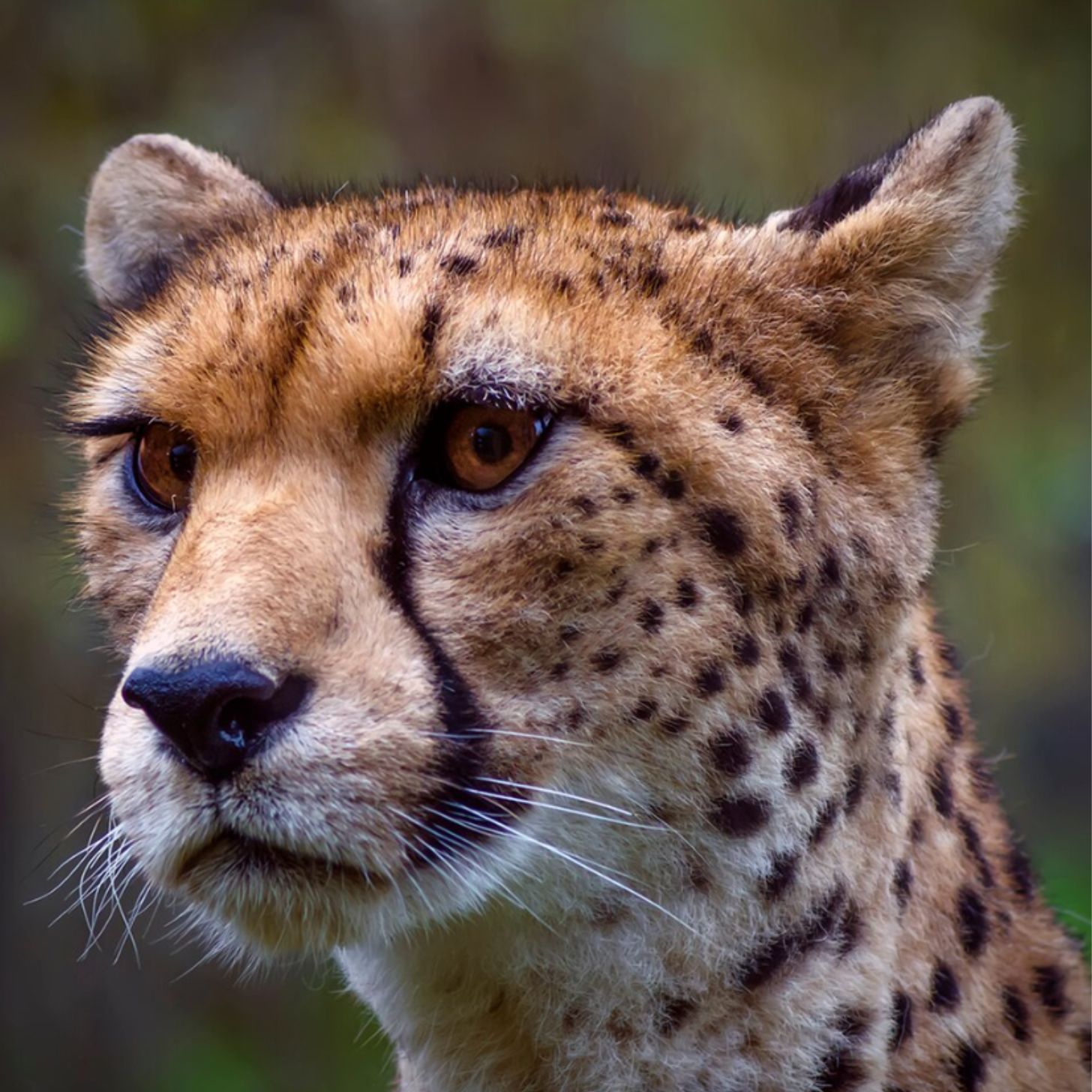 A cheetah in close-up