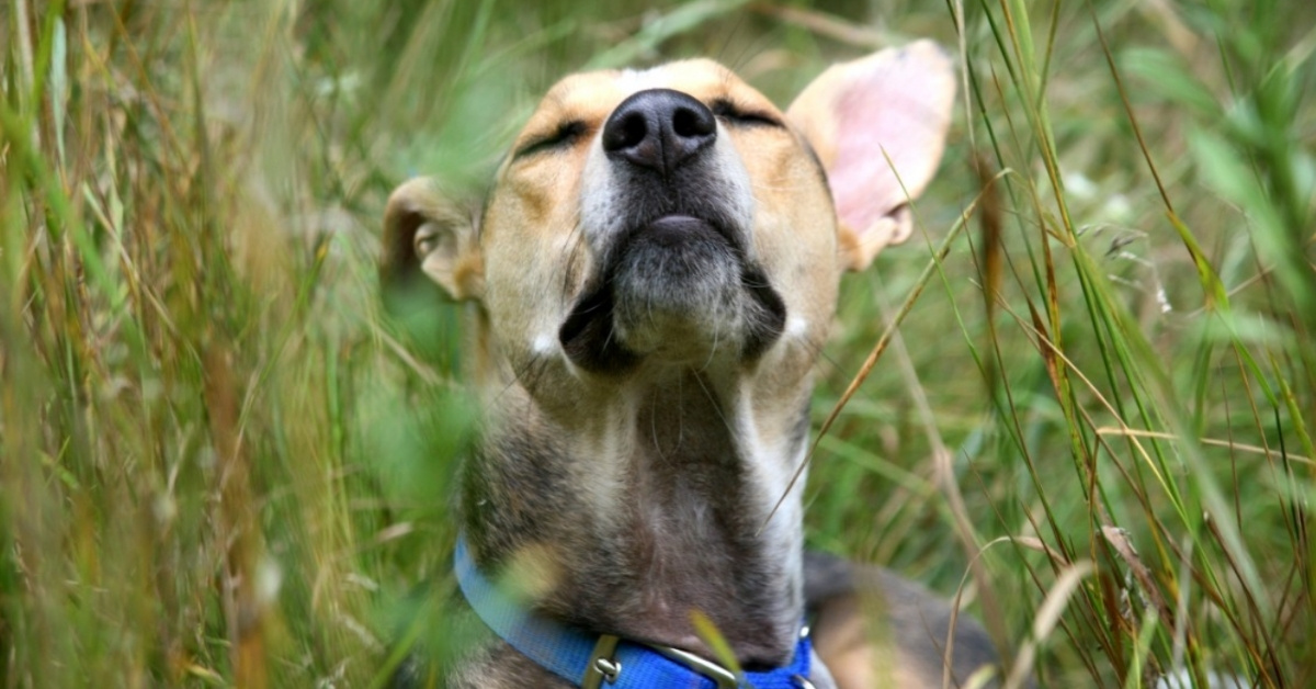 A dog lies in a field and raises his nose as he sniffs 