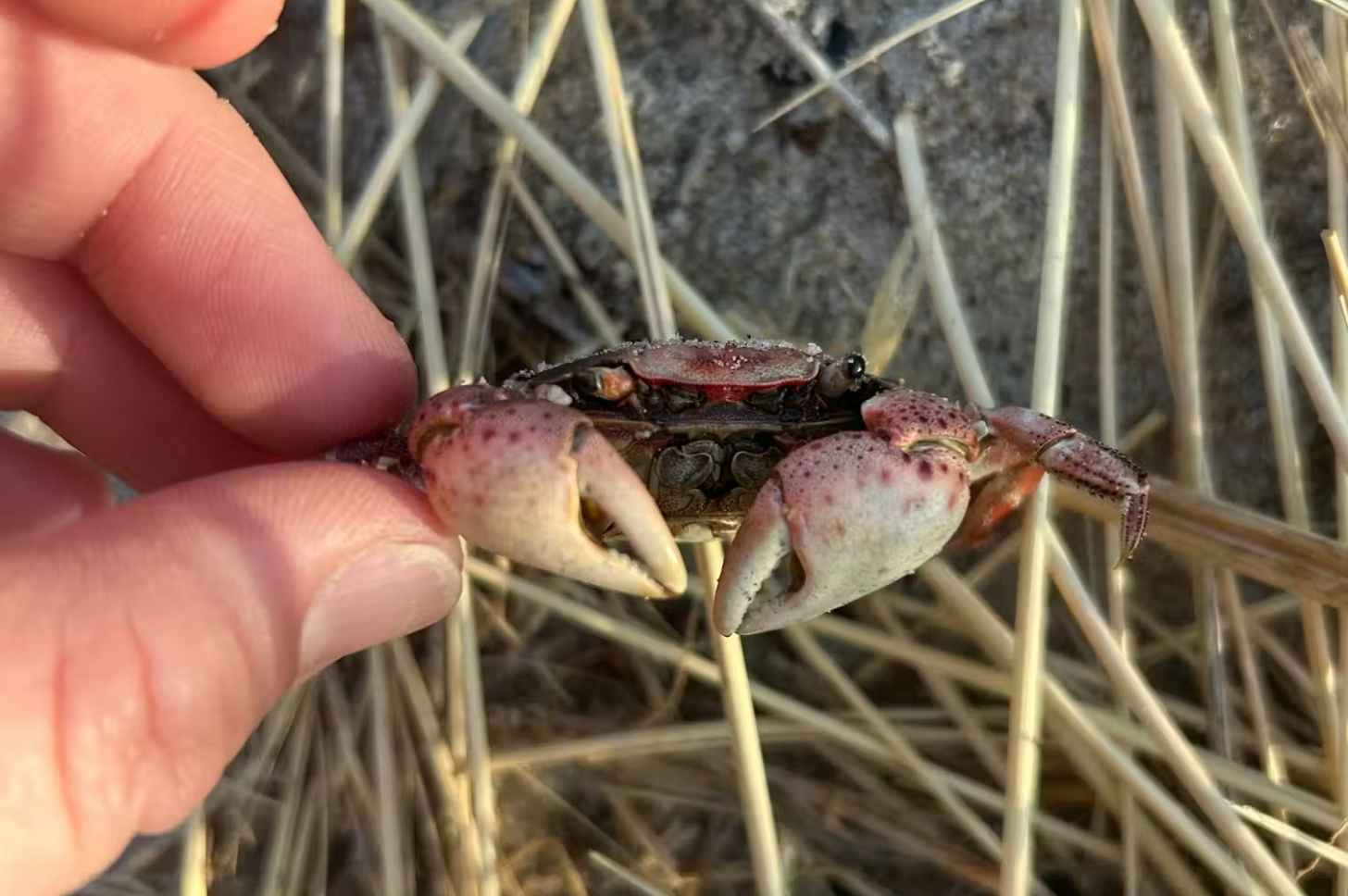 Person's hand holding a small pinkish crab.