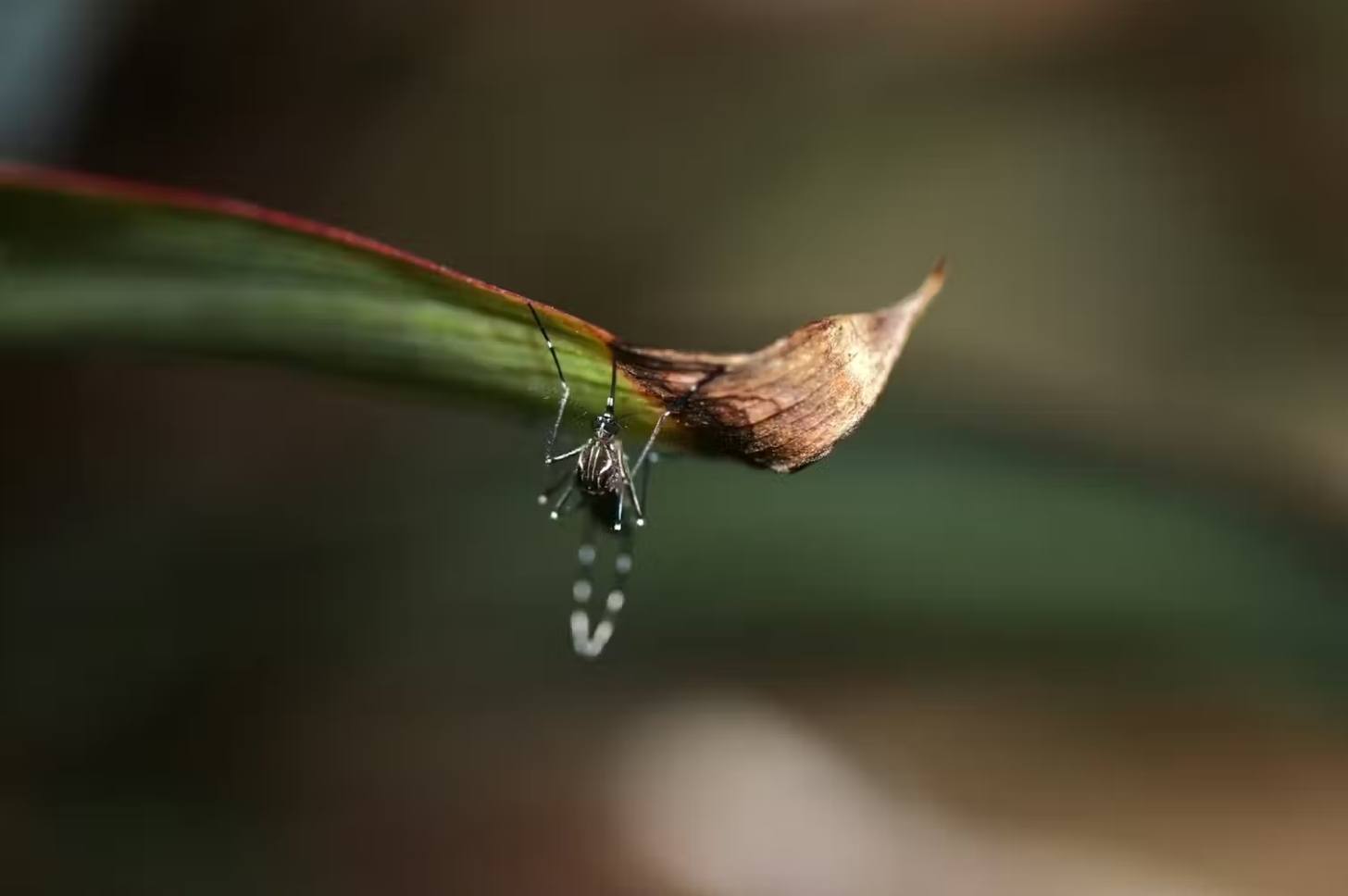 Citizen scientists on iNaturalist can report observations of exotic mosquitoes, such as Aedes aegypti which carries dengue. grace-murray/iNaturalist, CC BY-NC