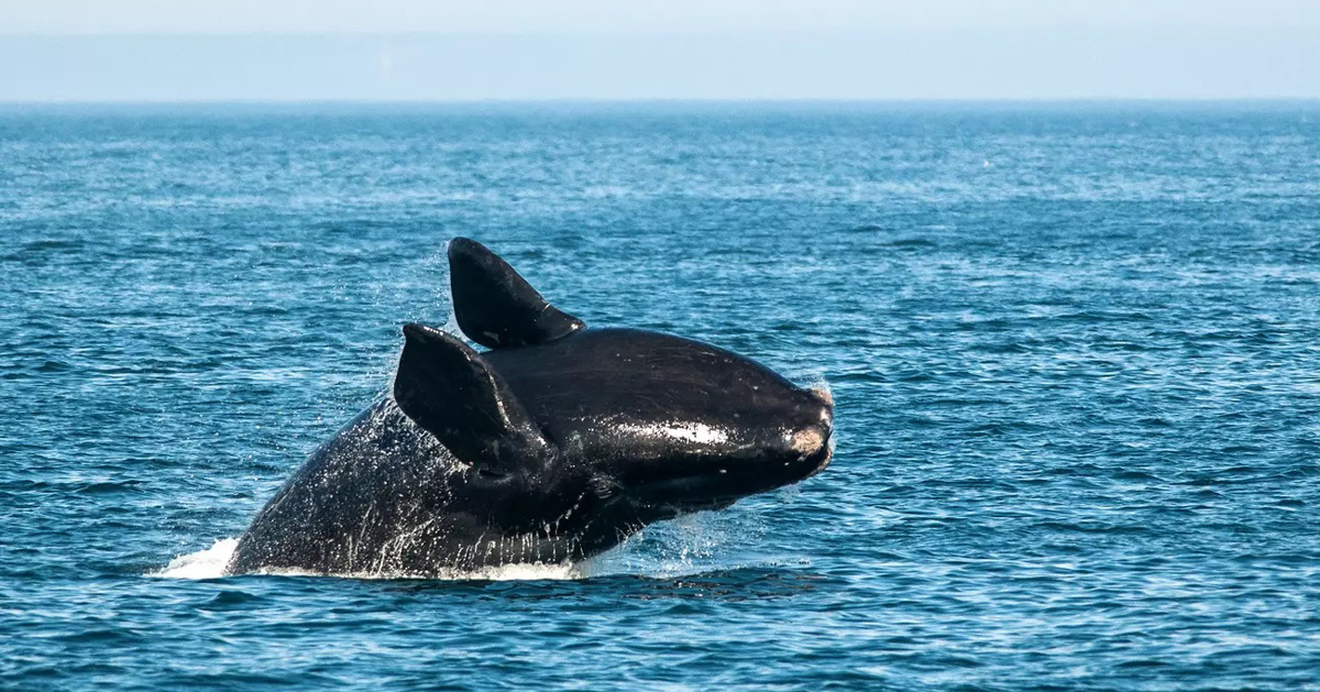 A North American right whale breaches in blue ocean water