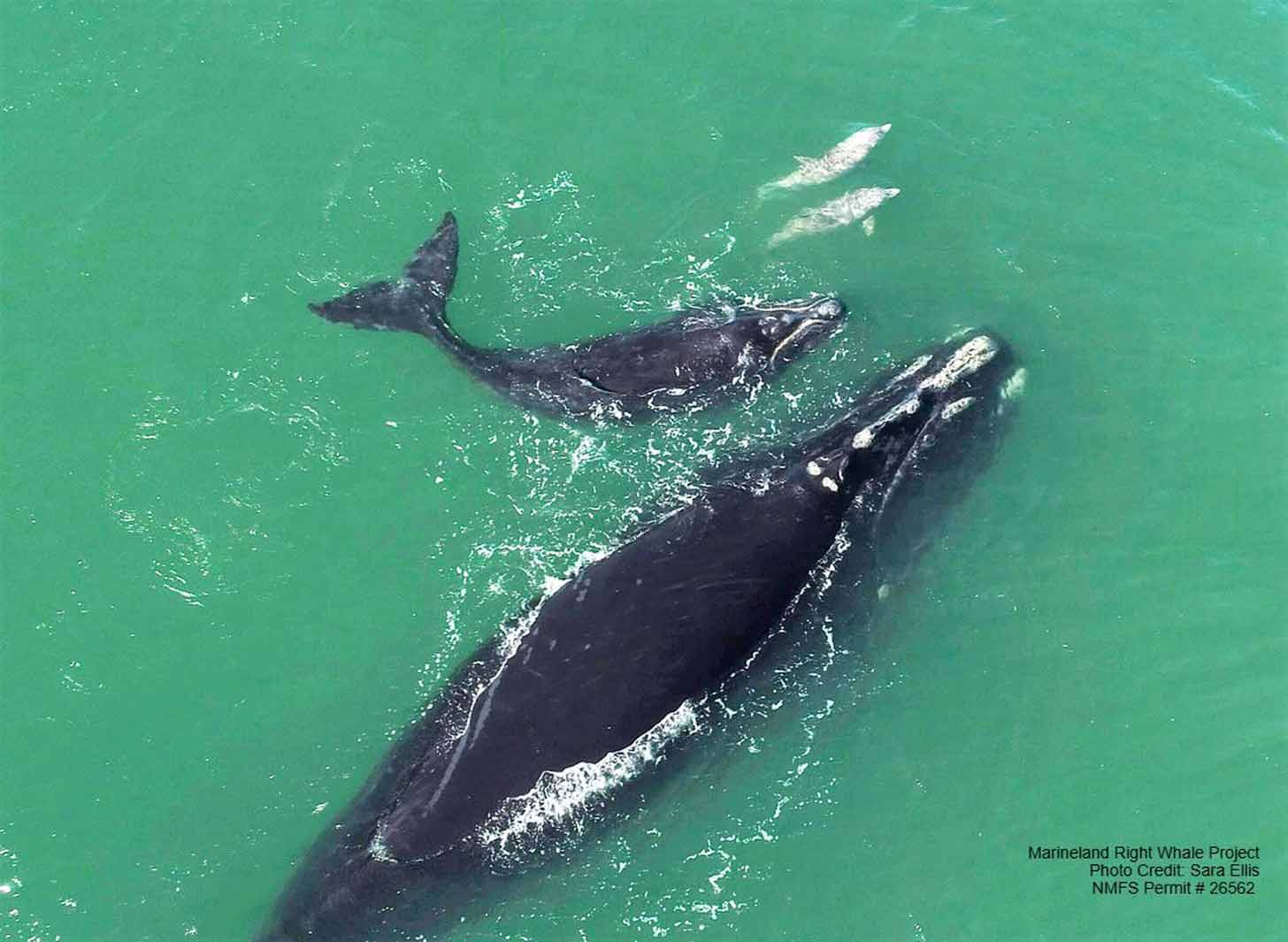 A mother and calf North Atlantic right whale seen from a drone above the ocean