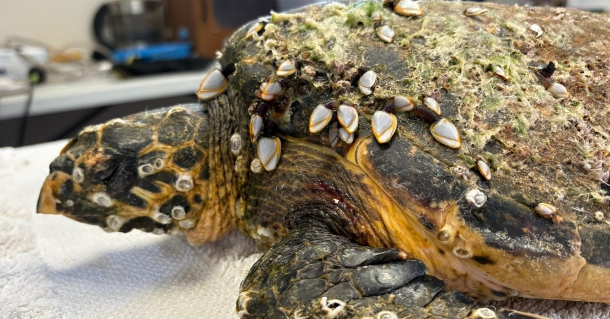 A photo of a female Hawksbill sea turtle in a vet's office coffered in barnacles and moss