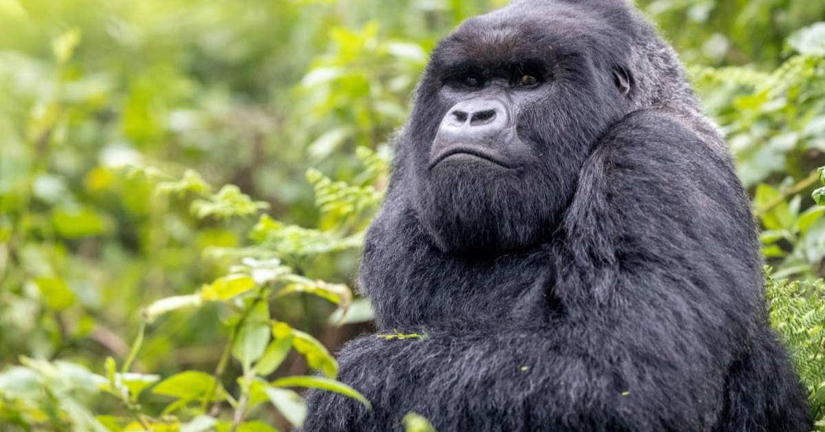 A gorilla pictured with a background of plants