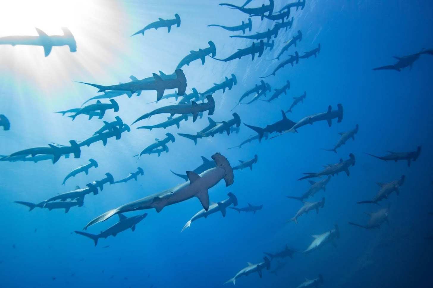 School of hammerhead sharks in Mikimoto, Japan. Image courtesy of Masayuki Agawa/Ocean Image Bank.