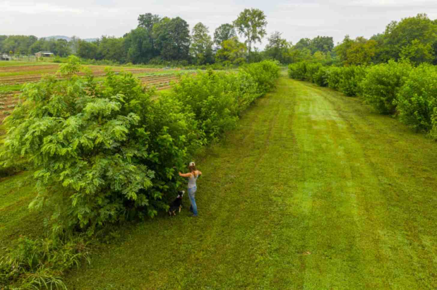 Livestock adviser Gaabi Hathaway and herding dog Bohdi inspect a “mulberry alley” at Tennessee’s Caney Fork Farms. Image by Sherman Thomas courtesy of Caney Fork Farms.