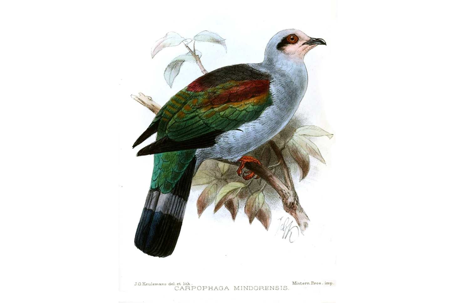 The Mindoro imperial pigeon from the island of Mindoro in the Philippines was last documented in 2016. Image by John Gerrard Keulemans via Wikimedia Commons (Public domain).