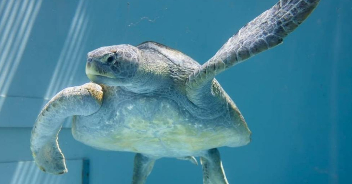 A green sea turtle in a large aquarium pool.