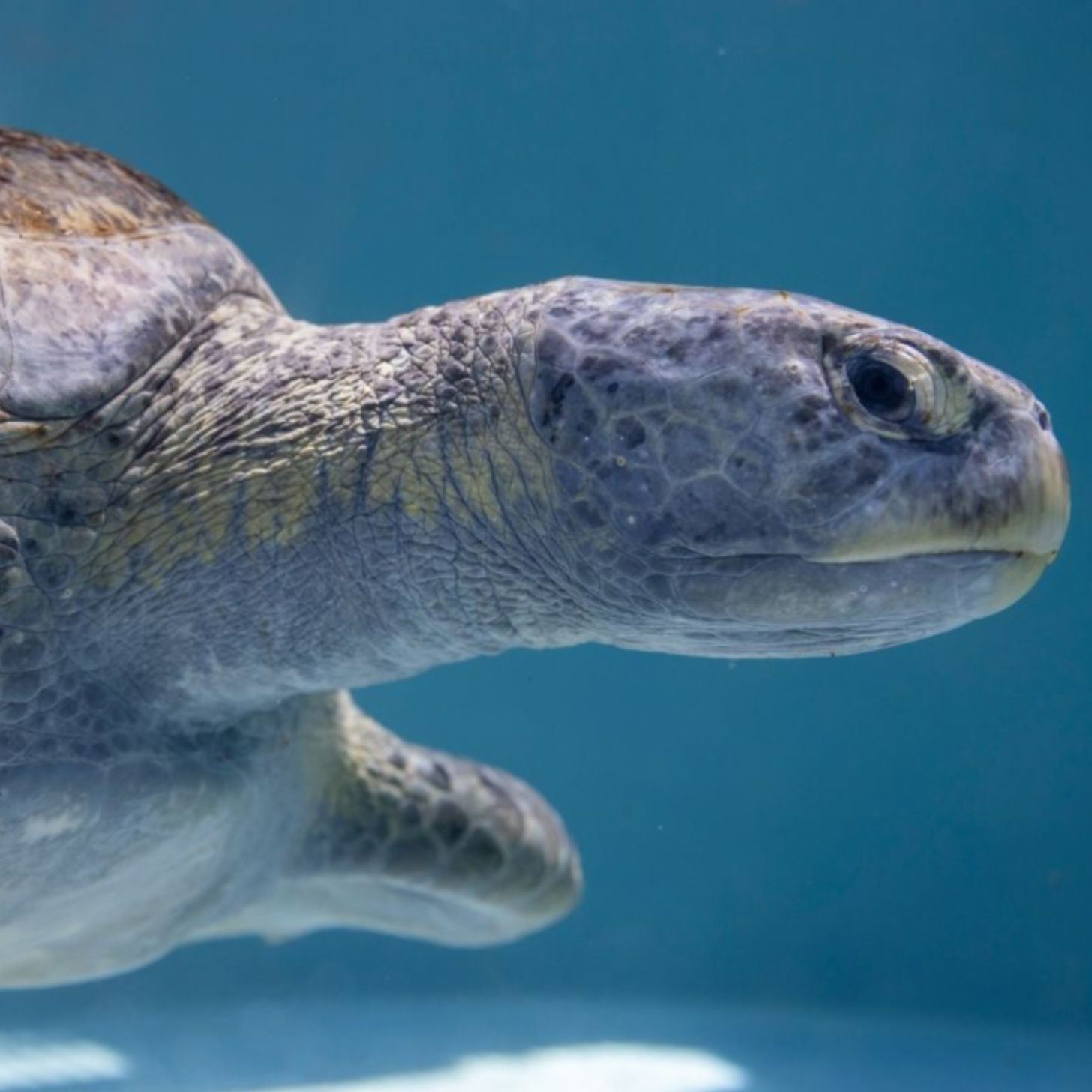 A close-up of a green sea turtle in an aquarium pool.