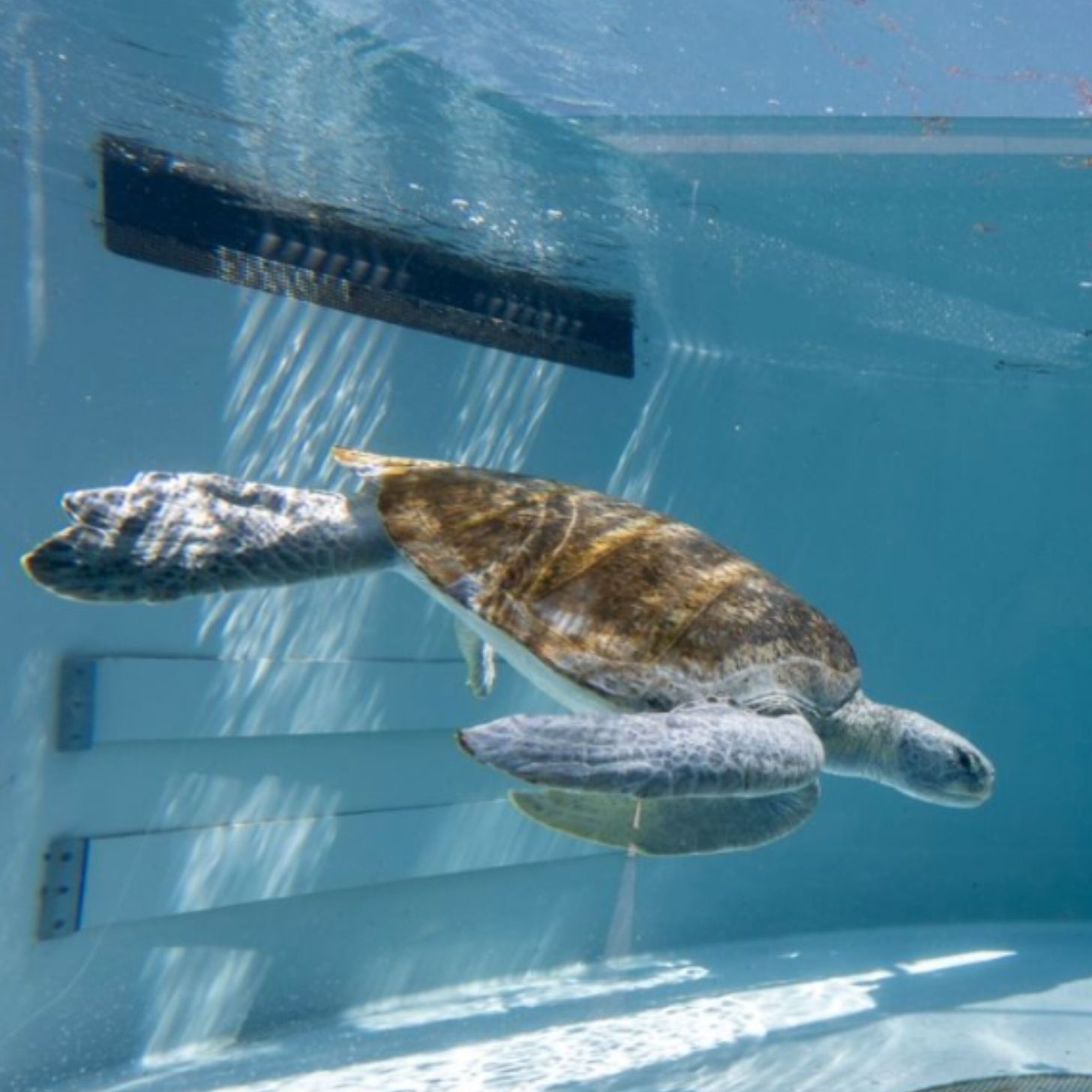 A green sea turtle diving in an aquarium pool.