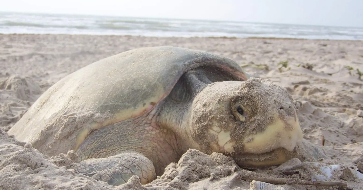 A Kemp's ridley sea turtle laying on a beach covered in sand.