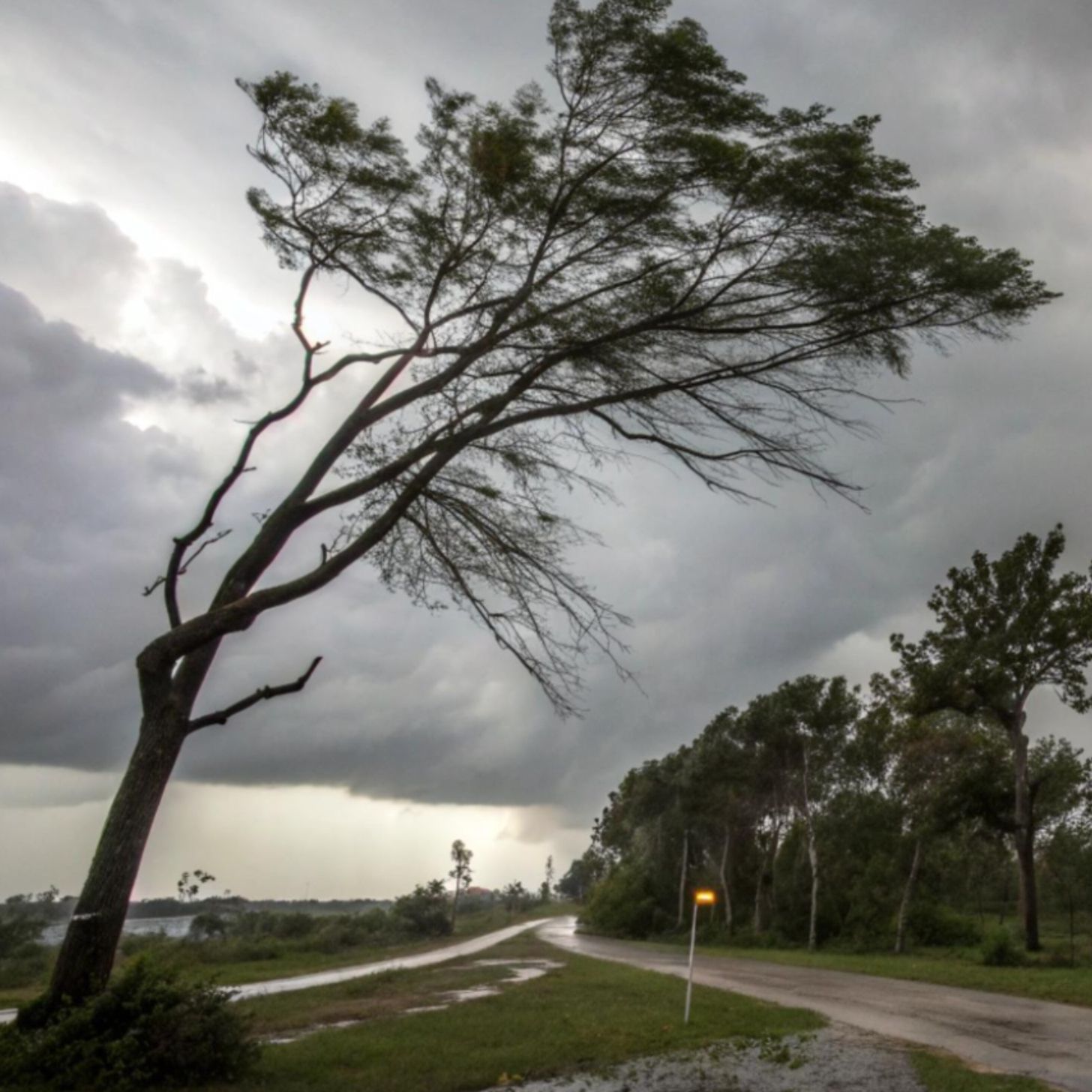 A street surrounded by wind-blown trees during a storm