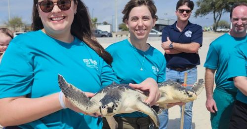 New Orleans aquarium rescues 35 endangered sea turtles