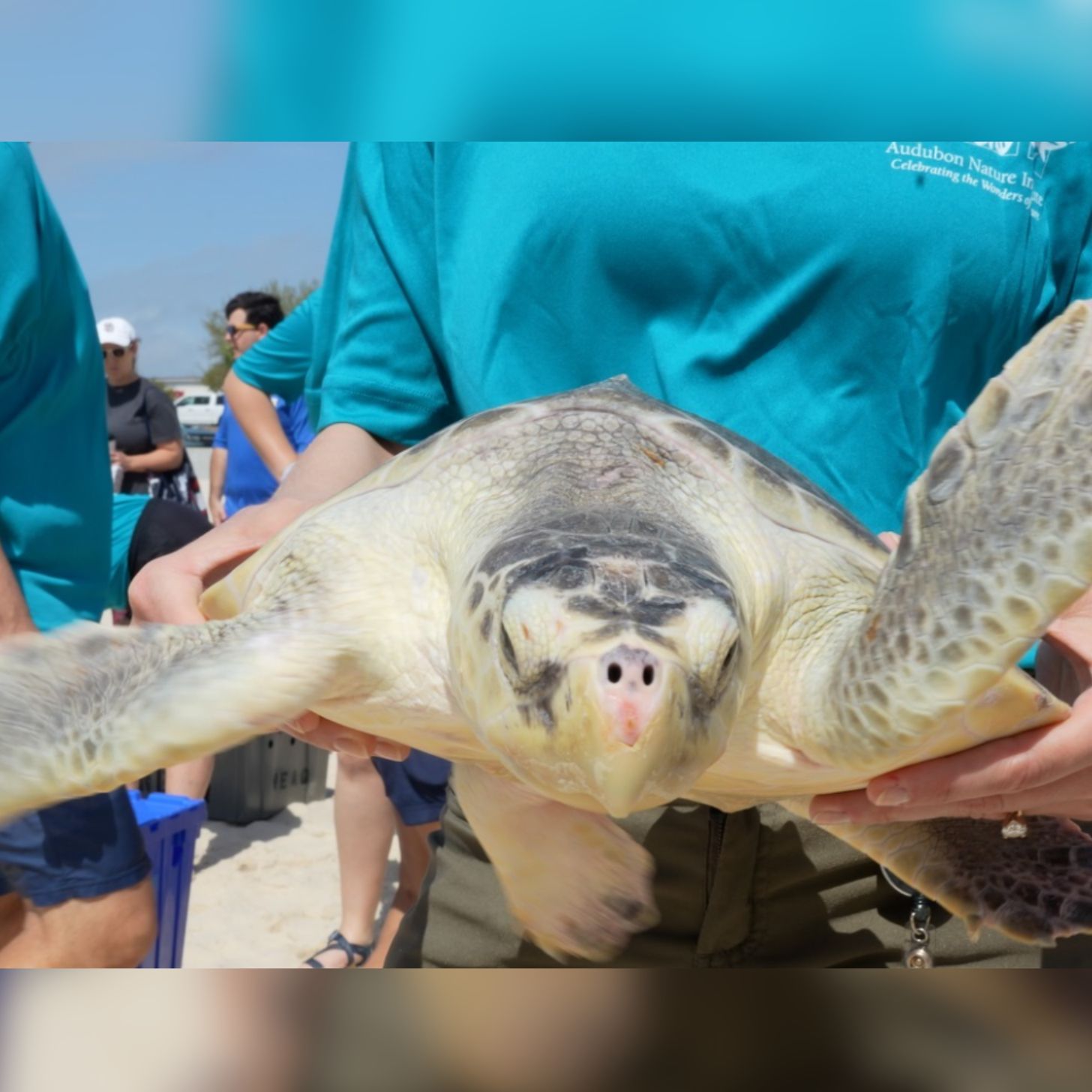 A close-up of a Kemp's ridley sea turtle behind held by aquarium staff