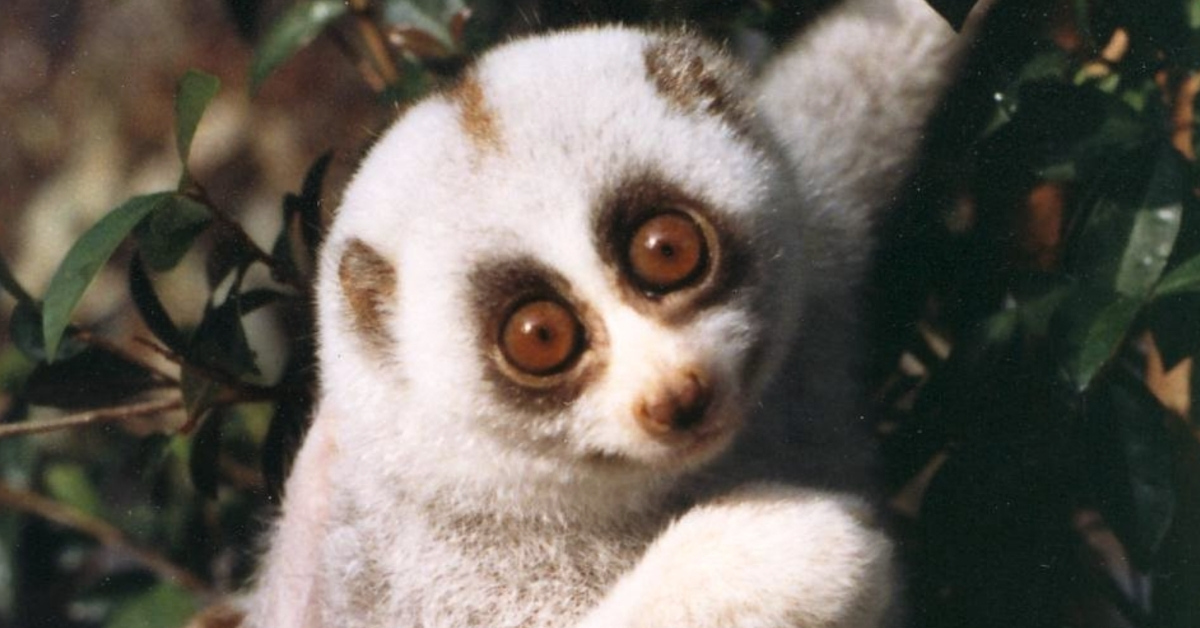 A Bengal slow loris hangs from a branch. It is a small primate with white fur, brown rings around its large eyes, and small hands.