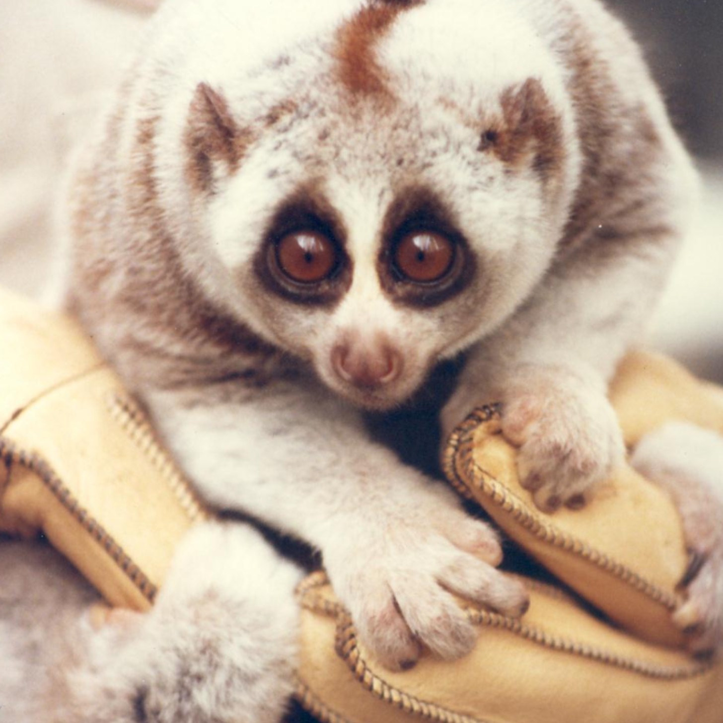 A Bengal slow loris is held in a gloved hand. It is a small primate with white fur, brown rings around its large eyes, and small hands.