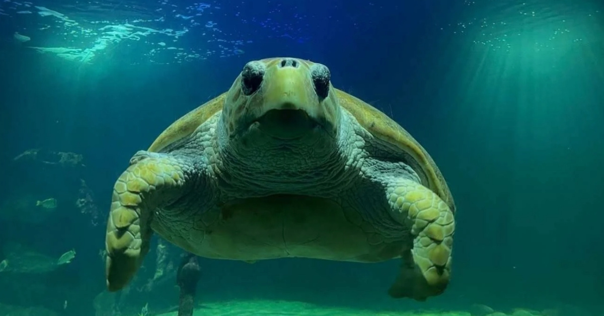 A loggerhead sea turtle floating in an aquarium tank.
