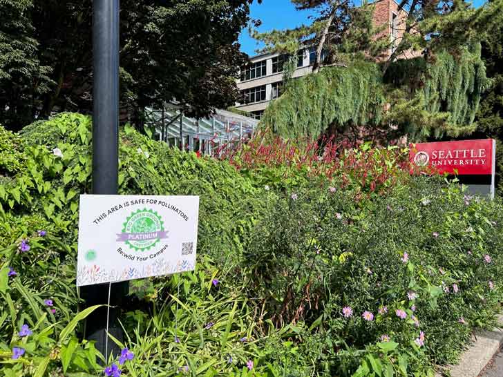 A white yard sign placed in a pollinator garden at Seattle University, reading "This area is safe for pollinators"