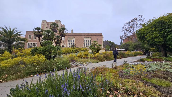 A wide-angle of a pollinator garden at UCLA