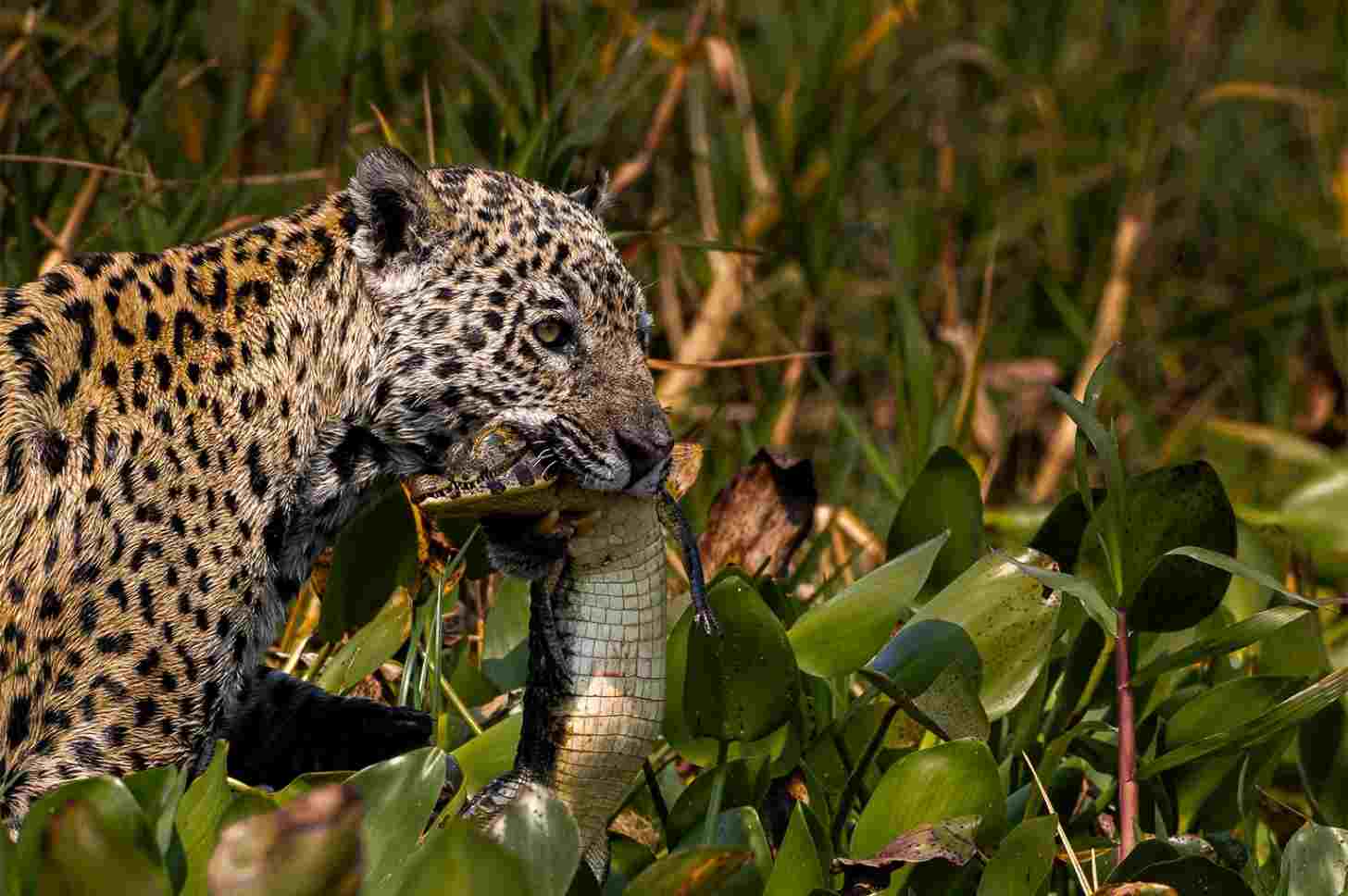 As apex predators, jaguars help maintain a balance in the ecosystem