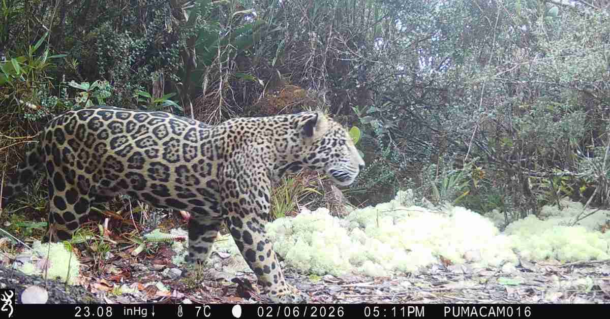 A healthy male jaguar captured on camera in Honduras’ Sierra del Merendón mountain range, the first documented there in a decade.