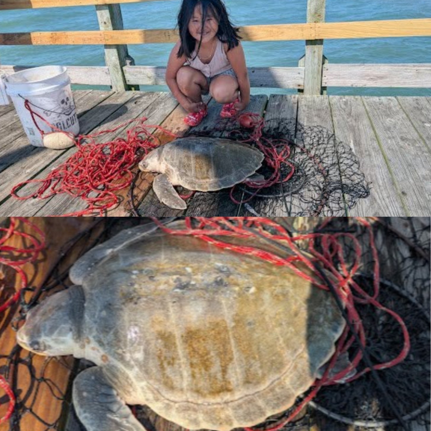 A little girl smiles beside a sea turtle wrapped in on a fishing pier. Below is a closeup of the same turtle