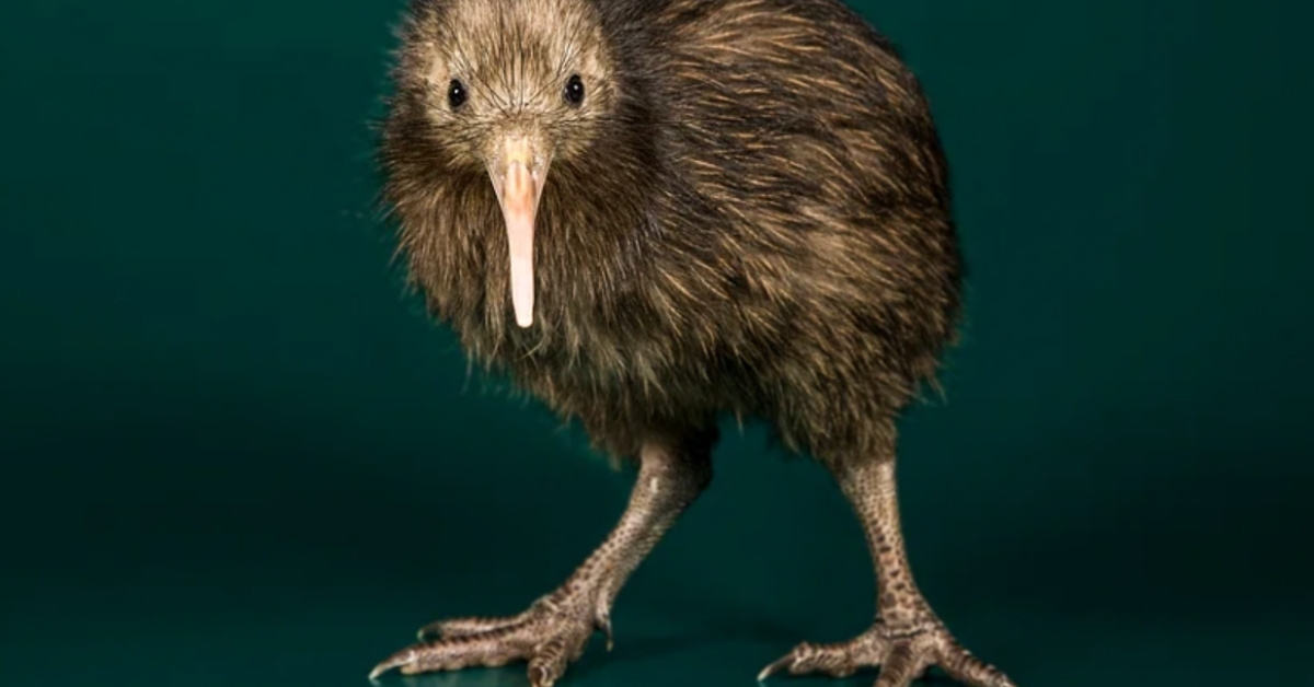 A kiwi bird stands across a dark green backyard.