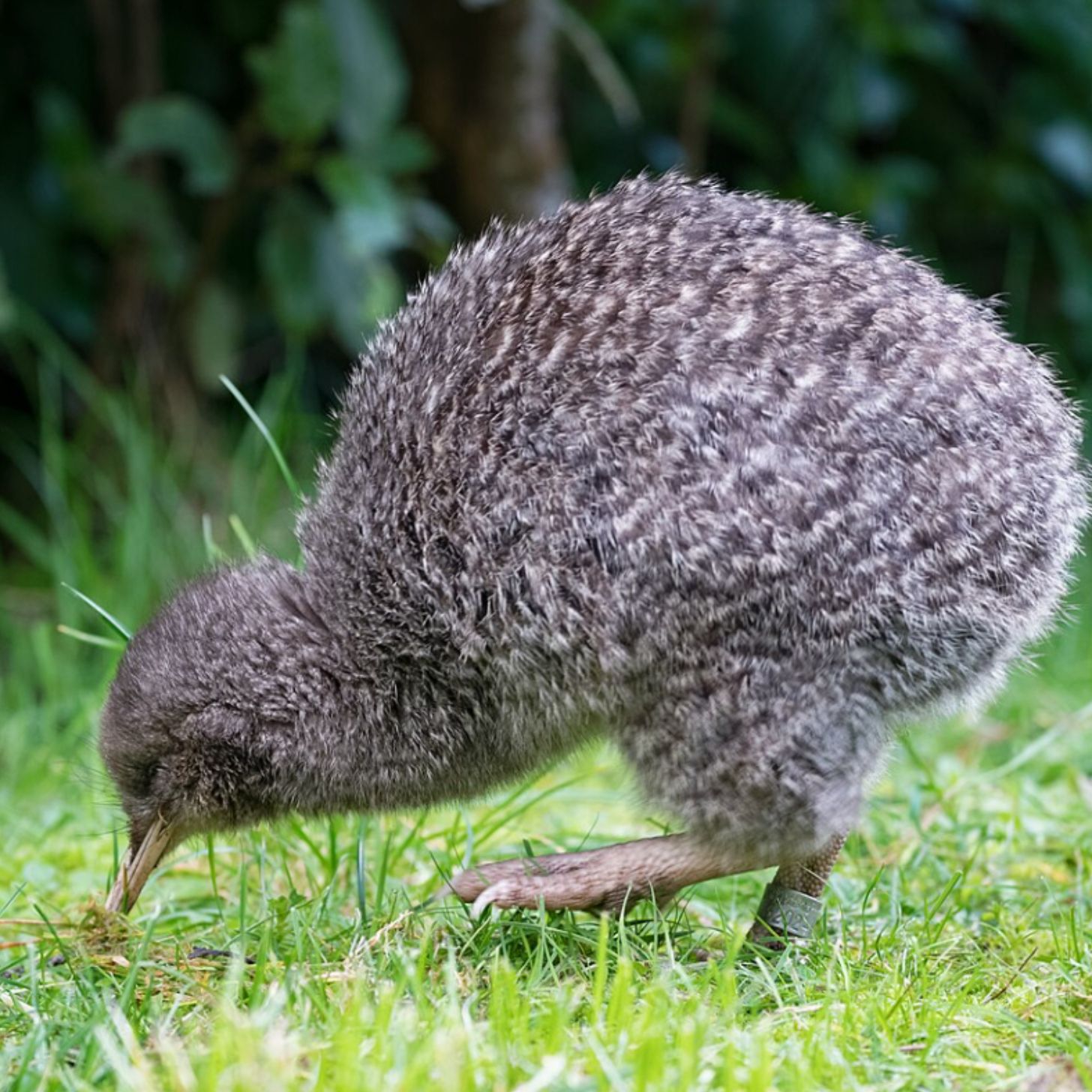 A kiwi bird walks with its nose down along the grass
