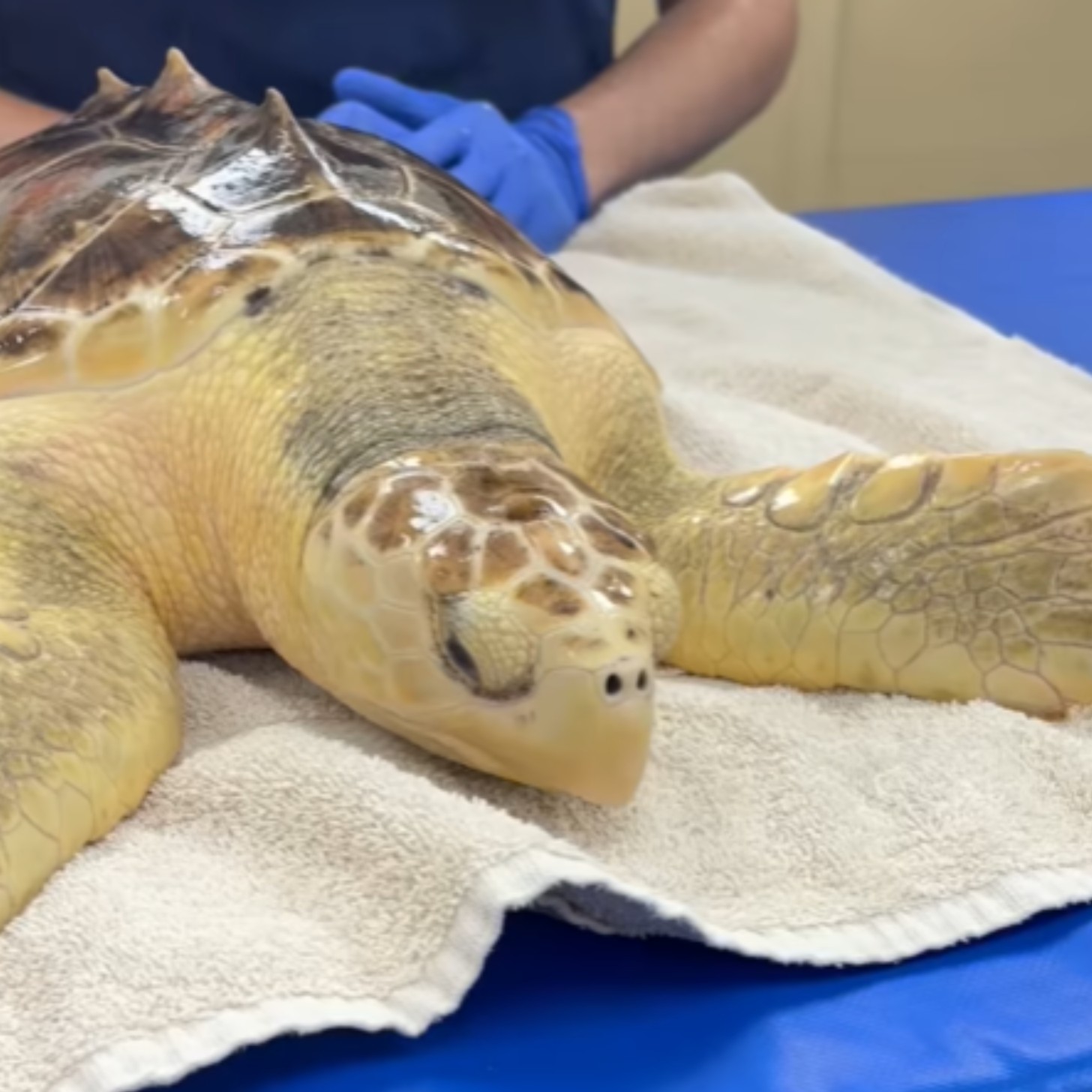 A sea turtle lies on a white towel in a vet office