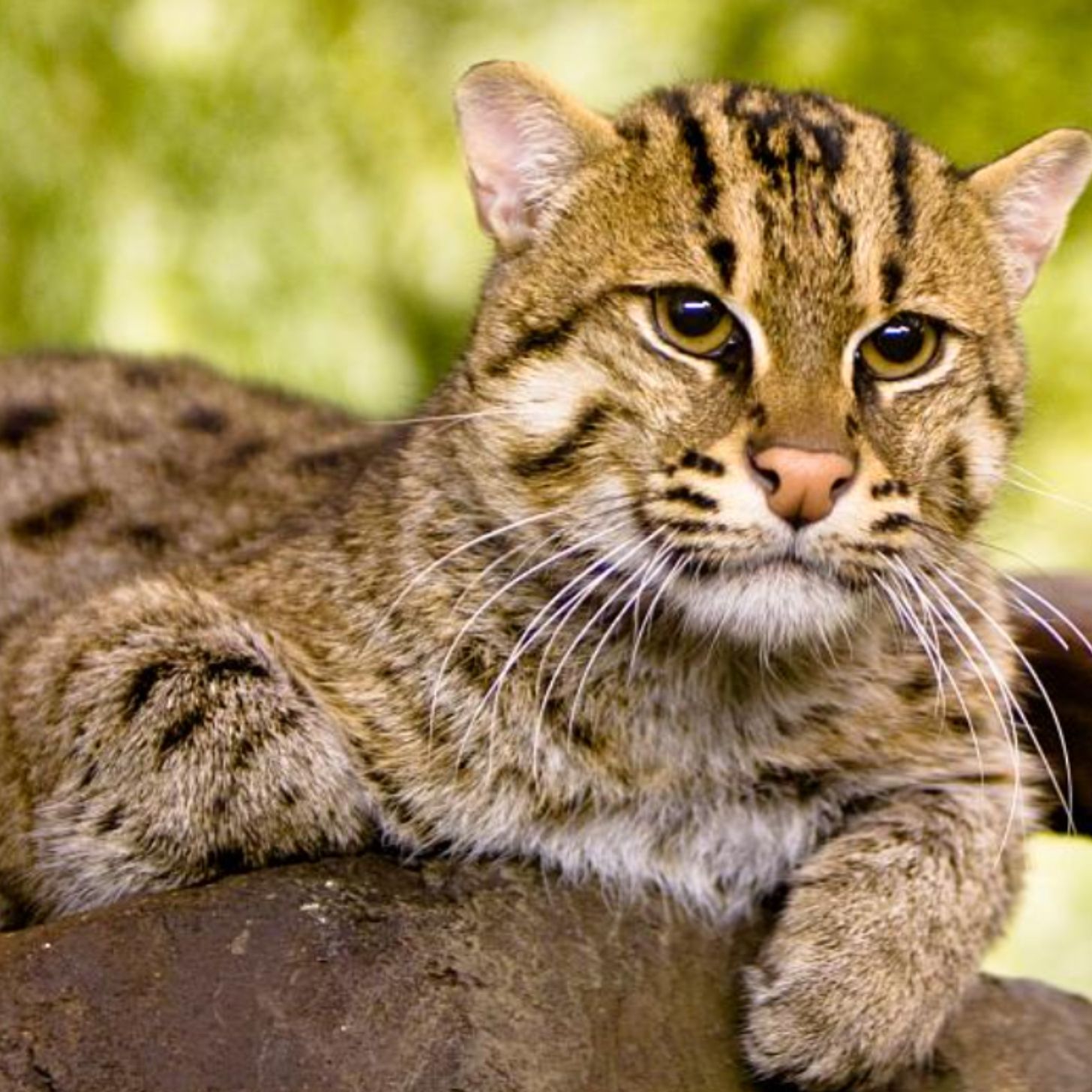 A fishing cat, a large wild striped cat, rests in a tree