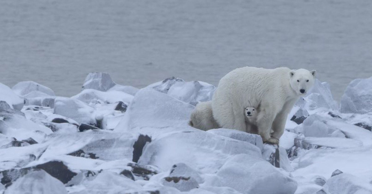 A baby polar bear cub sits under its mother's belly on a patch of ice