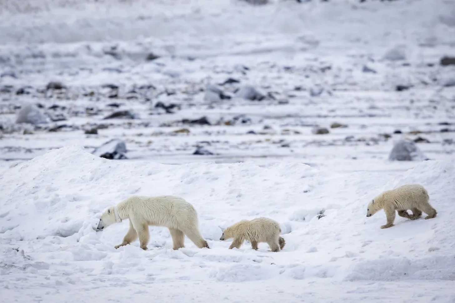 A mother polar bear and two cubs walk across the tundra