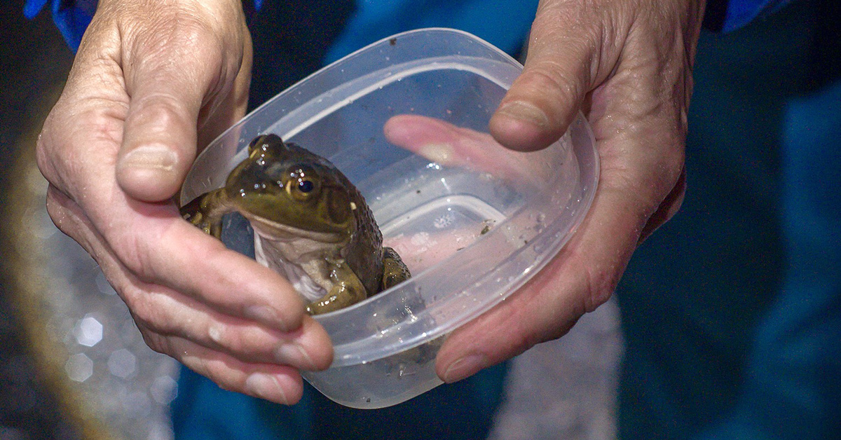 A person holds a frog inside a plastic container