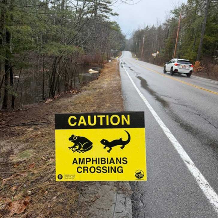 A yellow sign on the side of a road in Cumberland, Maine reads: "Caution: Amphibians crossing"