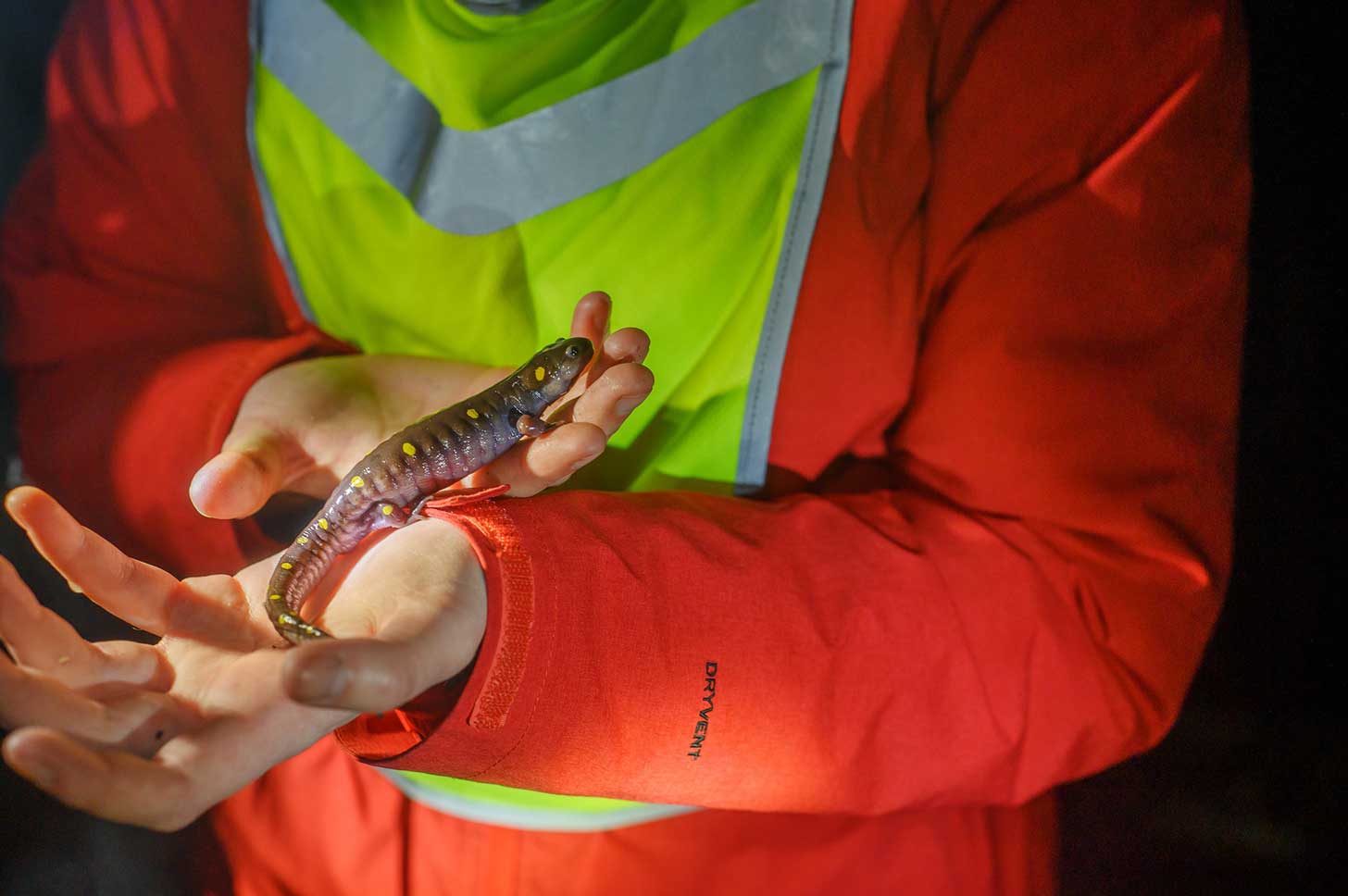 A person in an orange coat and high-visiblity yellow vest holds a salamander