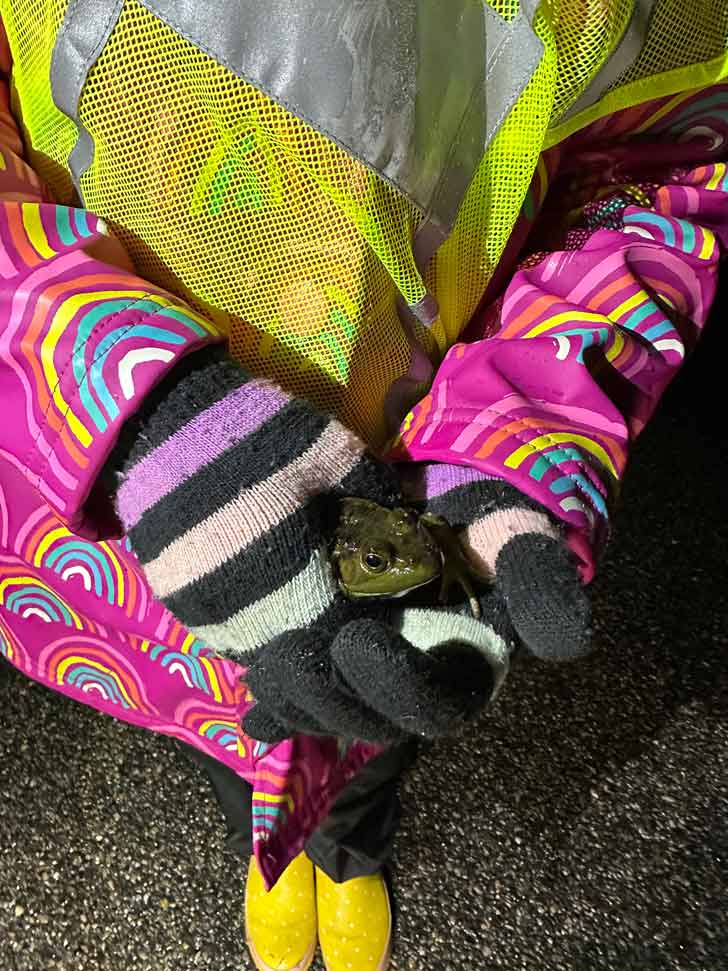 A close-up of a young girl holding a frog in her hands
