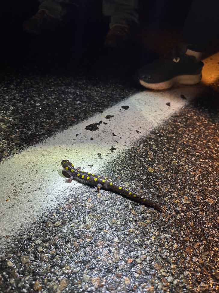 A salamander crosses a road