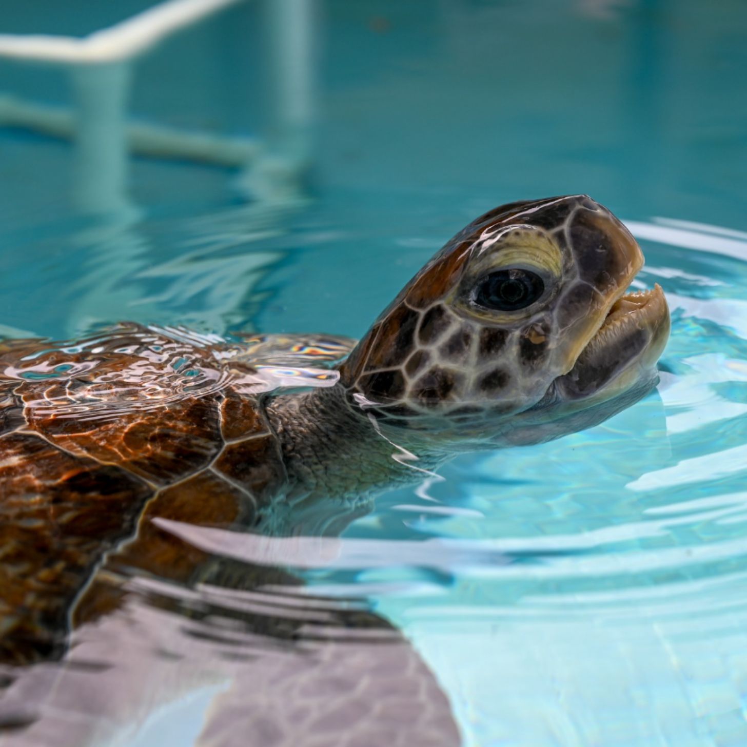 A loggerhead turtle pokes it head out of water as it swims
