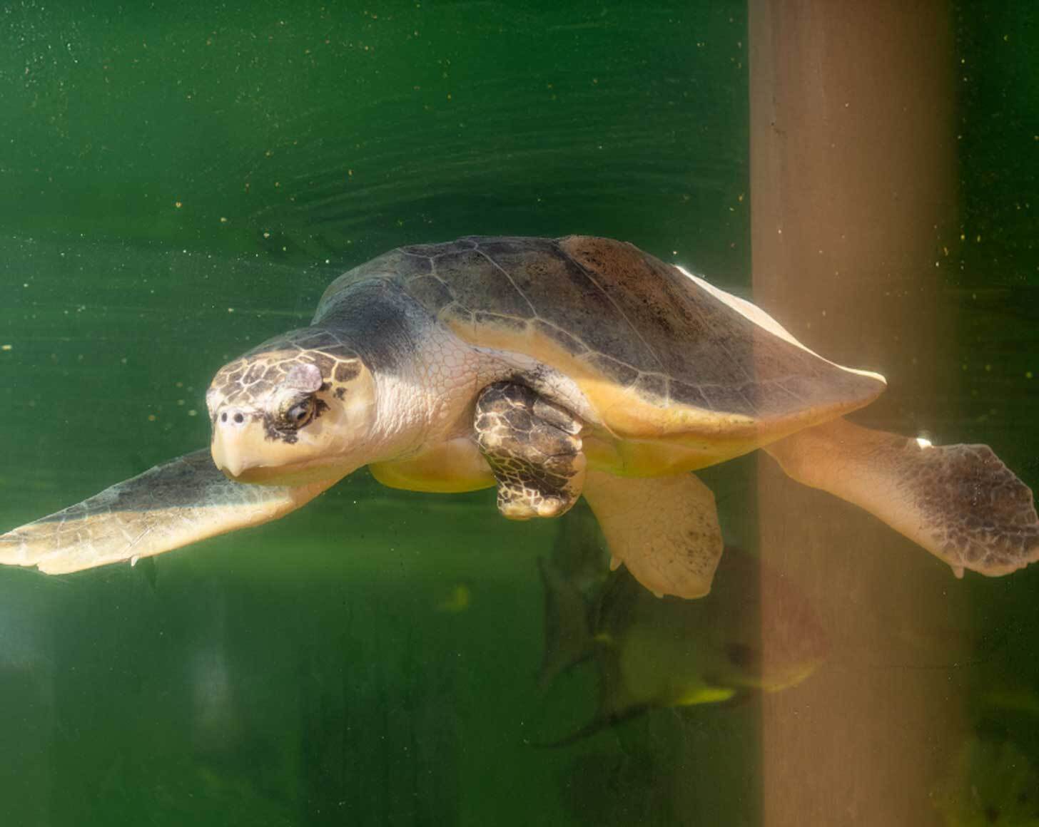 A Kemp's ridley sea turtle swims, with it left front flipper smaller than the others