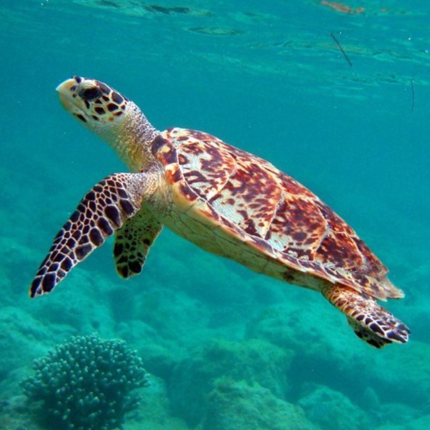 A hawksbill sea turtle swims through clear blue waters