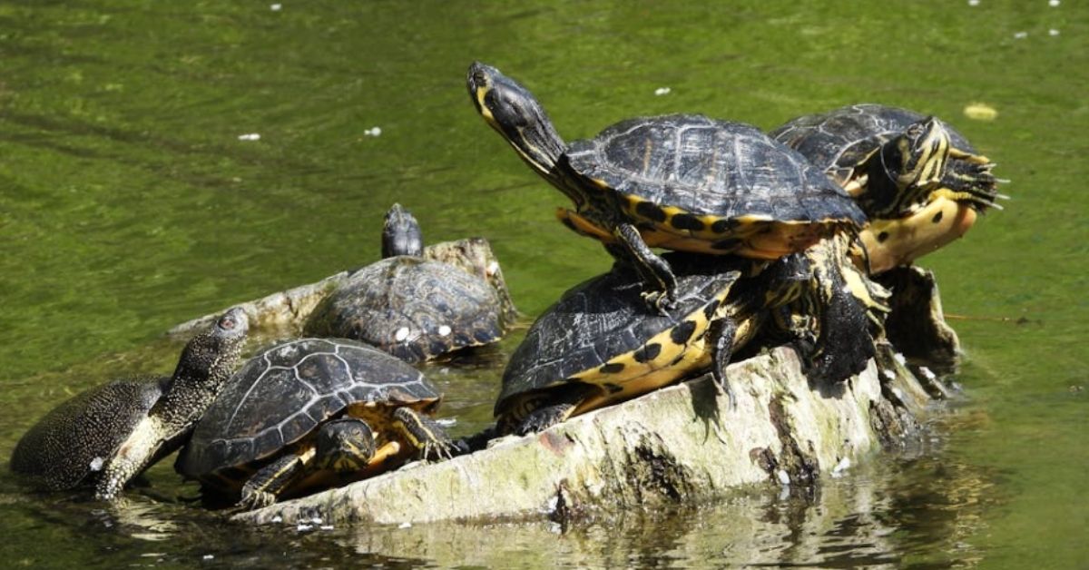 Turtles stacked on top of each other in a pond.