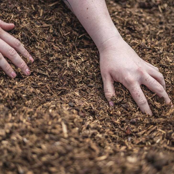 A close-up of a person's hands in a pile of brown mulch