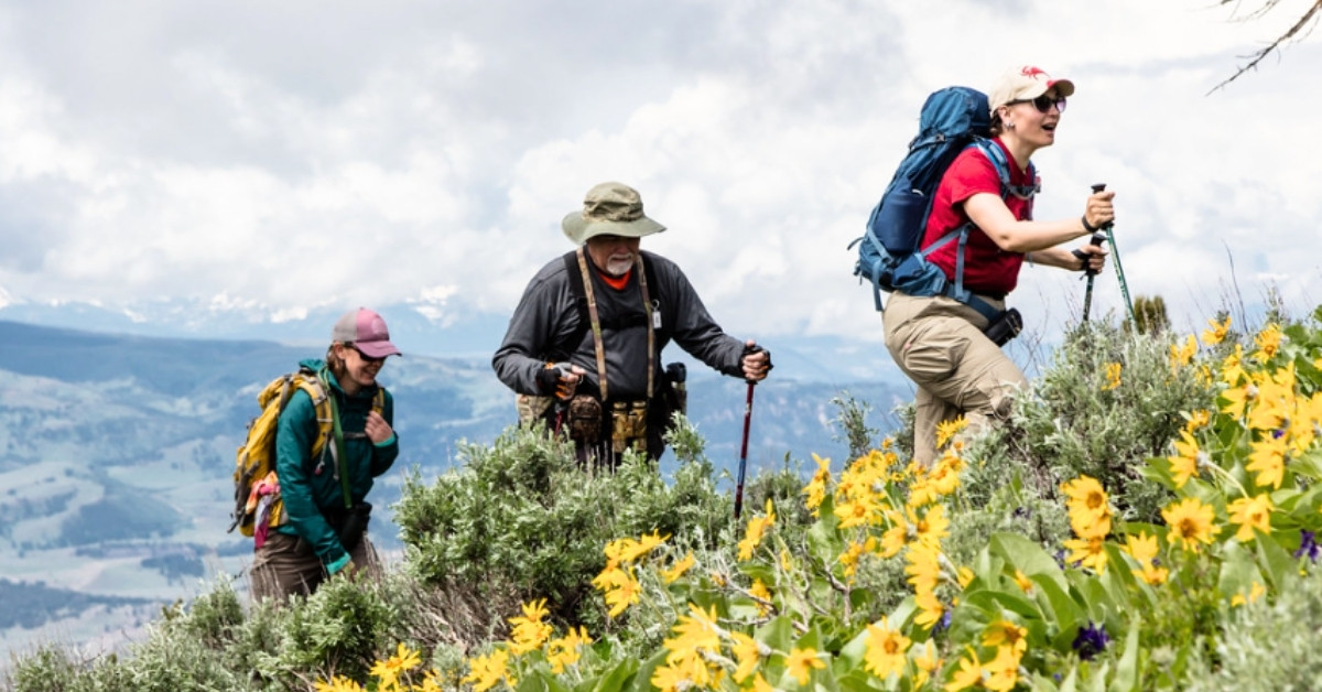 A trio of hikers, two women, one man, walk along a yellow flowered hill in Yellowstone National Park