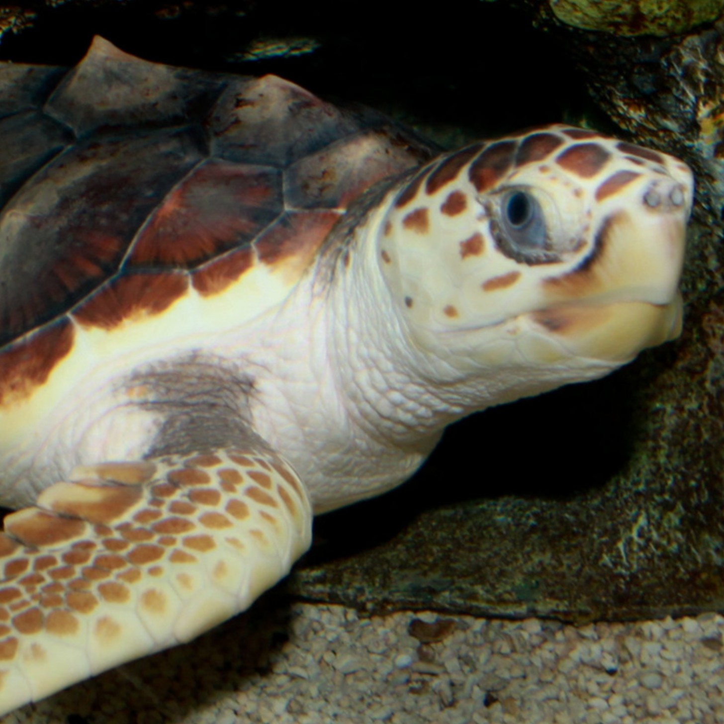 A loggerhead sea turtle in a close-up